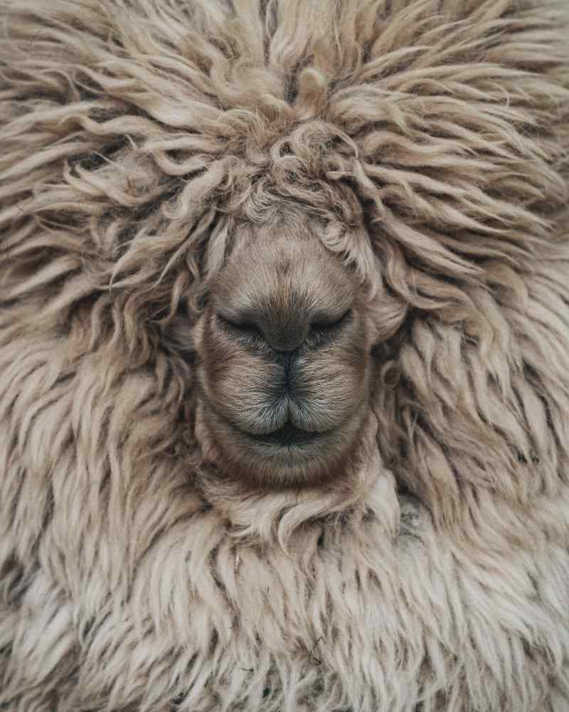 tapis en laine fait main