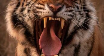 Tappeto con tigre tibetana, positività e protezione per la casa.