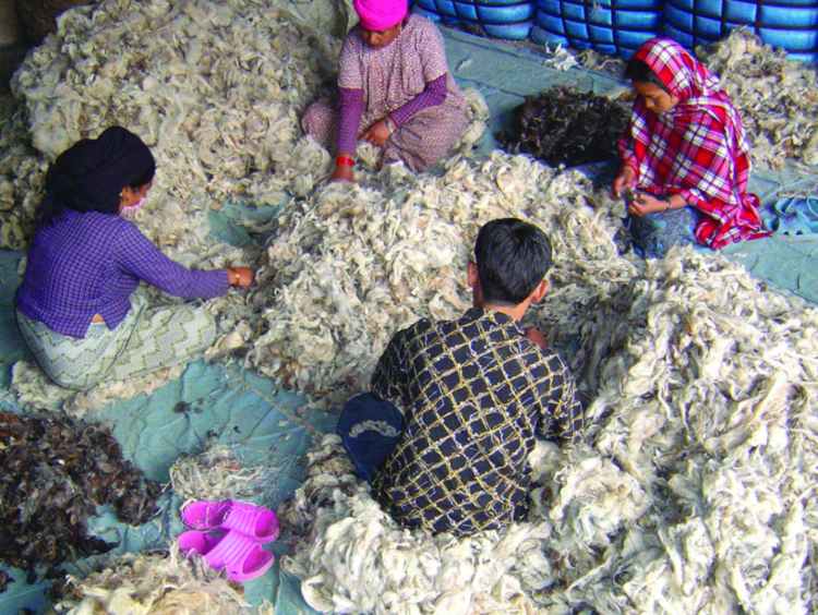 Organic wool rugs