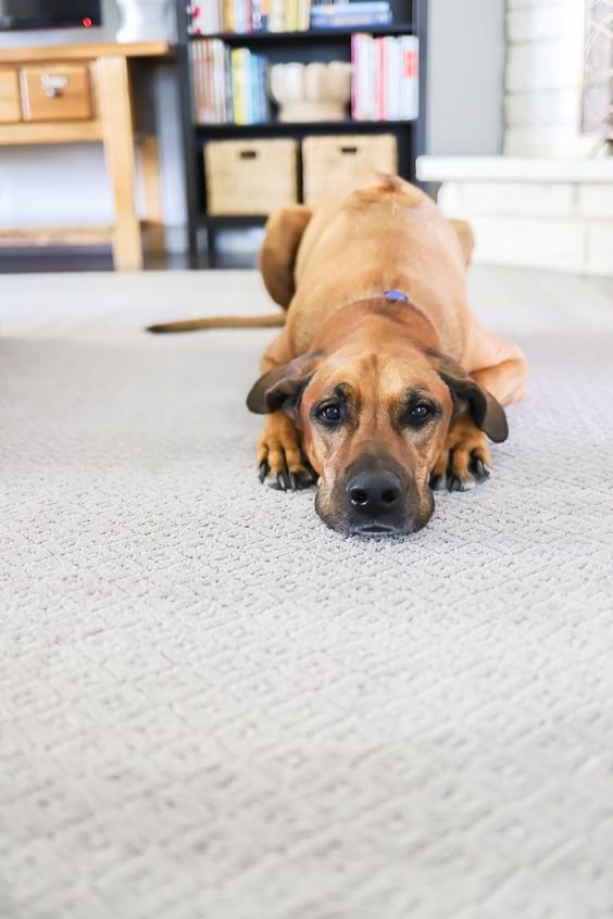 pet-friendly rug