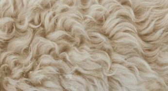 Tappeto a pelo lungo morbido: com’è fatto? Come scegliere il modello adatto alla singola stanza?