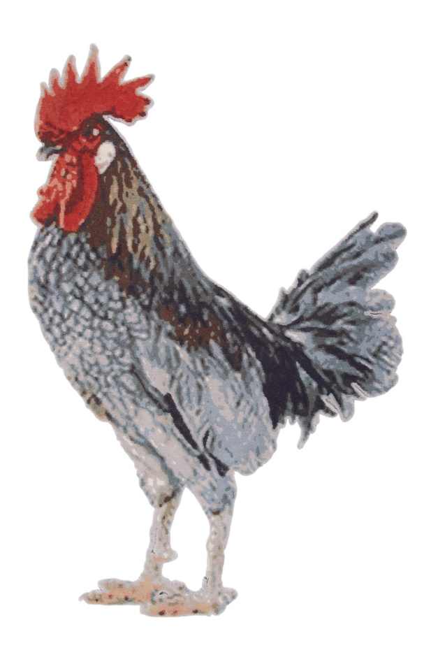 Contemporary art rugs